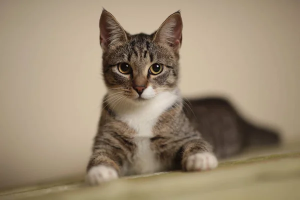 Randig katt sitter på en grön soffa i rummet. Grå katt med vackra mönster. Katten stirrar på dig. — Stockfoto