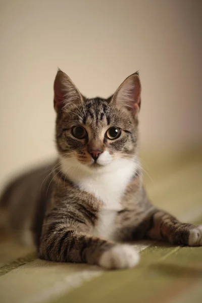 Gatto a strisce seduto su un divano verde nella stanza. Gatto grigio con bellissimi motivi. Il gatto ti sta fissando. . — Foto Stock
