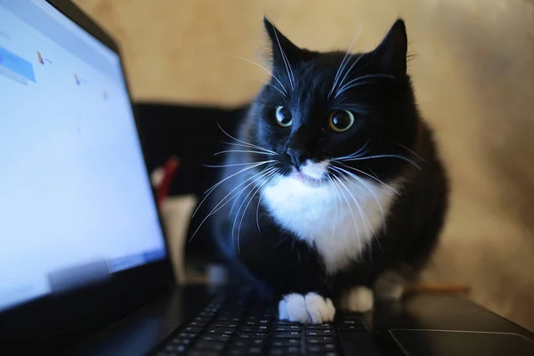 Gato preto sentado em um laptop na sala. O gato está olhando para a câmera . — Fotografia de Stock