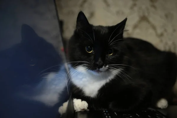 Gato preto sentado em um laptop na sala. O gato está olhando para a câmera . — Fotografia de Stock