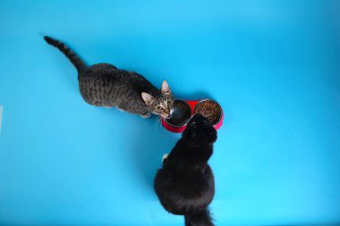 Kahverengi arka plan üzerinde oturan iki kedi gri ve beyaz ve çizgili kedi stüdyo çekim