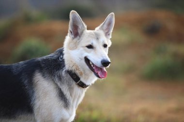 Husky köpek yeşil bir çayır üzerinde yürüyen ön görünümü kenara bakıyor. Yeşil ağaçlar ve çim arka plan.