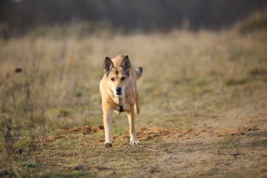 Kırmızı melez köpek yeşil bir çayır üzerinde çalışan ön görünümü kenara bakıyor. Yeşil ağaçlar ve çim arka plan.