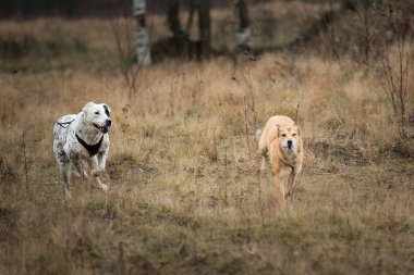 İki köpek kameraönünde koşuyor. Mongrel ve Orta Asya Çoban Köpek açık