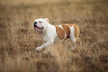 Sonbahar alanında yürüyen kadın İngiliz bulldog portresi