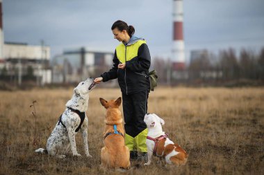 Sonbahar tarlasında oturan bir kız ve üç köpek.