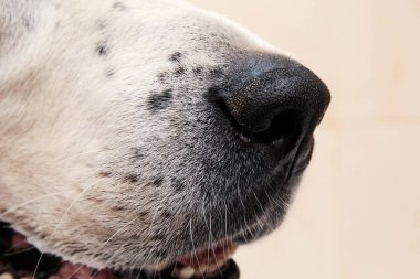 Orta Asya Çoban Köpeği'nin yıkanıyor. Köpek köpük banyosu yapıyor. Alabai Damat köpek.
