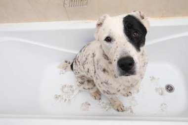 Orta Asya Çoban Köpeği'nin yıkanıyor. Köpek köpük banyosu yapıyor. Alabai Damat köpek.