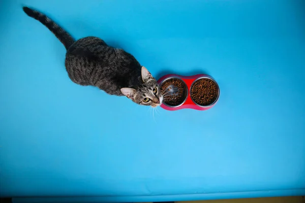 Studioaufnahme einer grau-weiß gestreiften Katze, die auf braunem Hintergrund sitzt — Stockfoto