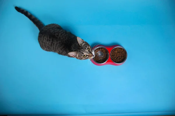 Studioaufnahme einer grau-weiß gestreiften Katze, die auf braunem Hintergrund sitzt — Stockfoto