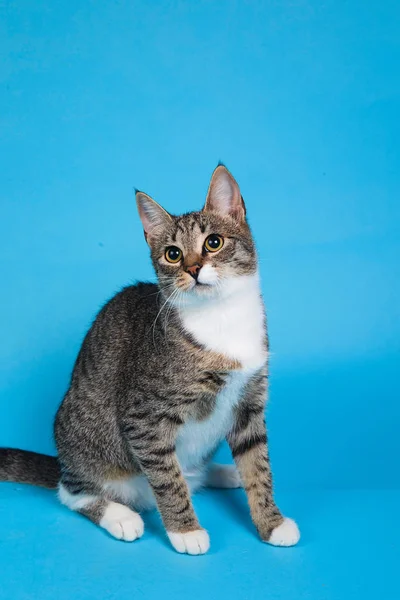 Studio bild av en grå och vit randig katt sitter på blå bakgrund — Stockfoto