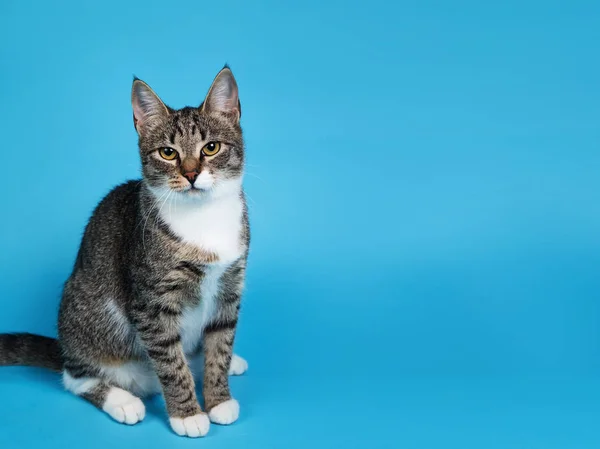 Studio bild av en grå och vit randig katt sitter på blå bakgrund — Stockfoto