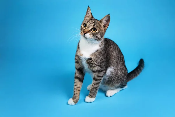 Estudio de un gato de rayas grises y blancas sentado sobre fondo azul —  Fotos de Stock