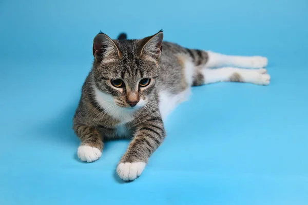 Studio bild av en grå och vit randig katt ligger på blå bakgrund — Stockfoto