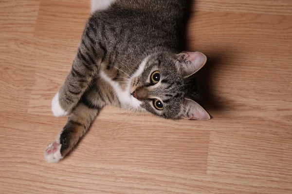 Estúdio tiro de um gato listrado cinza e branco deitado no chão — Fotografia de Stock