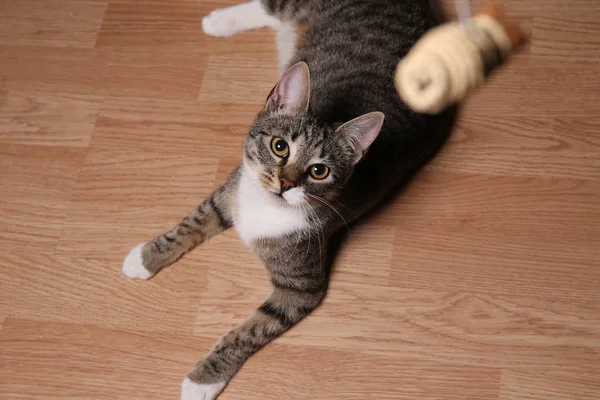 Estúdio tiro de um gato listrado cinza e branco deitado no chão — Fotografia de Stock