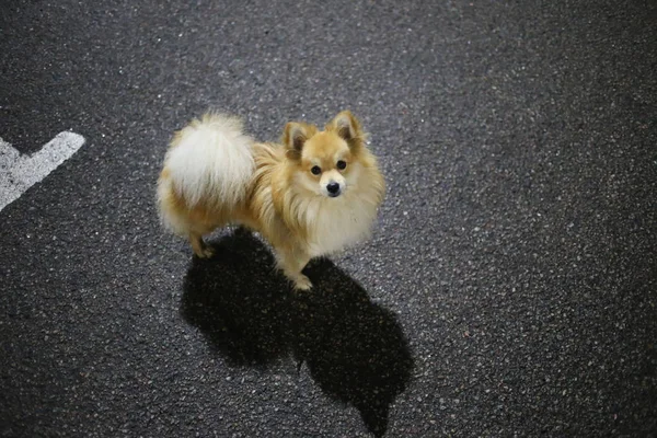 Pomeranian spitz de pie en el aparcamiento por la noche —  Fotos de Stock