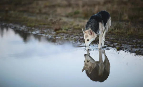 A visão dianteira no cão husky bebe a água de uma poça em um prado verde. árvores verdes e grama fundo . — Fotografia de Stock
