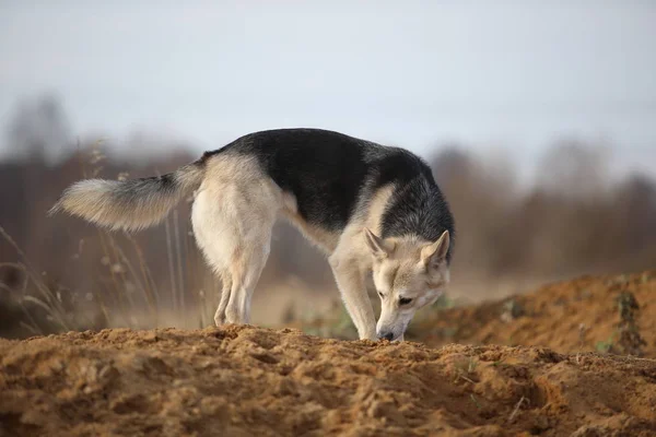 Vista frontal em cão husky andando em um prado verde olhando para o lado. árvores verdes e grama fundo . — Fotografia de Stock