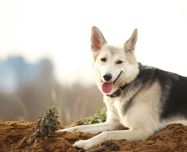 Vista frontal em cão husky andando em um prado verde olhando para o lado. árvores verdes e grama fundo . — Fotografia de Stock