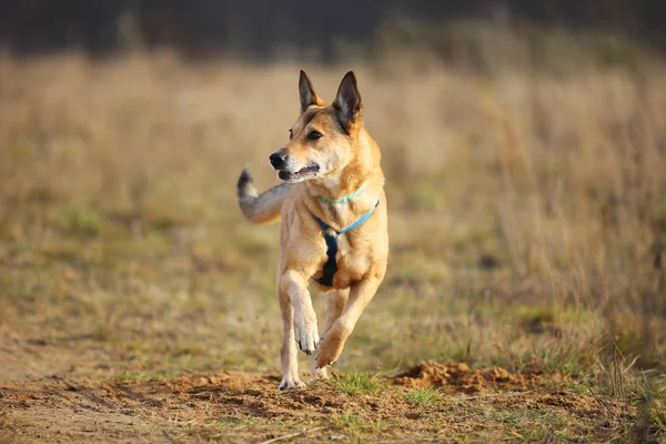 Vista frontale a cane randagio rosso che corre su un prato verde guardando da parte. Alberi verdi e sfondo erba . — Foto Stock