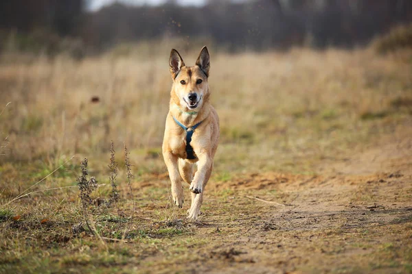 Front view at red mongrel dog running on a green meadow looking aside. Green trees and grass background. — Stock Photo, Image