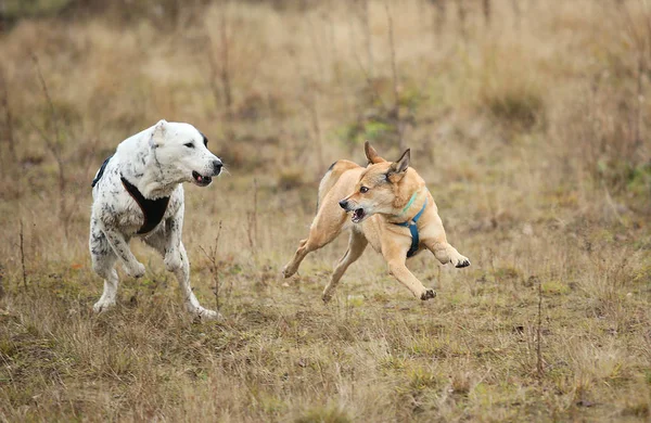 カメラで走っている2匹の犬。モングレルと中央アジアのシェパード犬屋外 — ストック写真