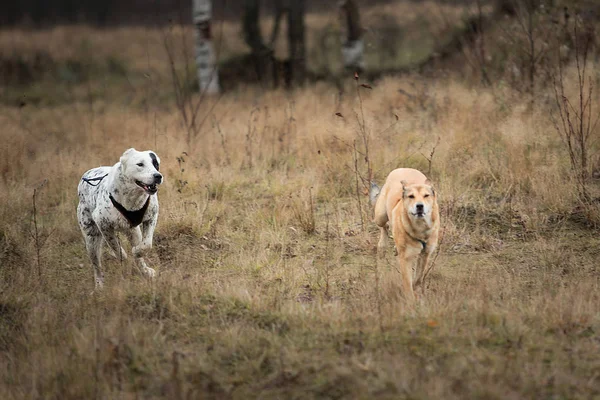 Две собаки бегут за камерой. Дворняга и среднеазиатская овчарка на свежем воздухе — стоковое фото