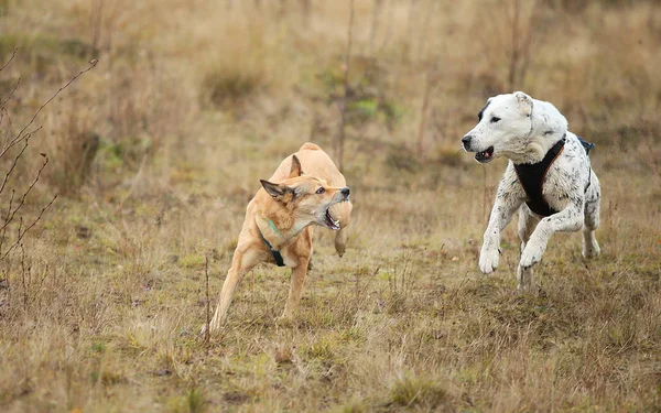 Due cani che corrono davanti alla telecamera. Mongrel e Cane da pastore dell'Asia centrale all'aperto — Foto Stock