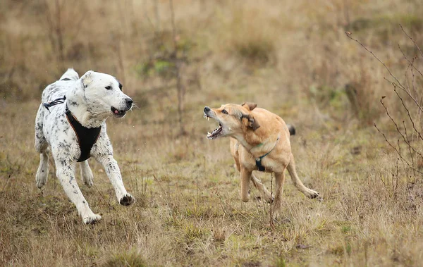 Two dogs running at camera. Mongrel and Central Asian Shepherd Dog outdoor