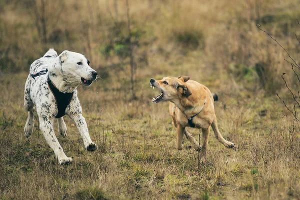 Dva psi běží v kameře. Mongrel a Středoasijský pastýř pes venku — Stock fotografie