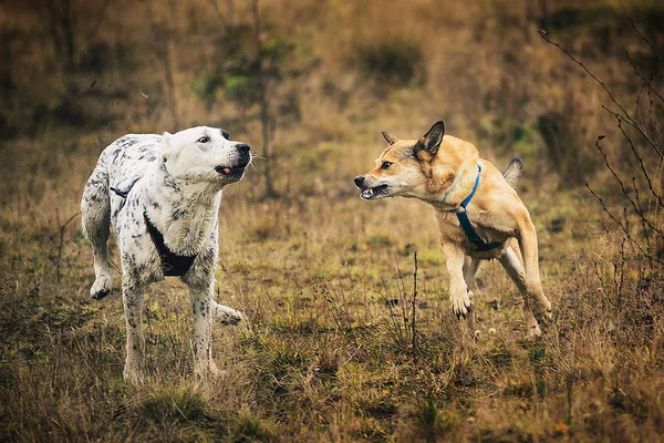 İki köpek kameraönünde koşuyor. Mongrel ve Orta Asya Çoban Köpek açık — Stok fotoğraf