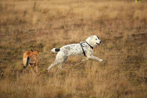 Due cani che corrono davanti alla telecamera. Mongrel e Cane da pastore dell'Asia centrale all'aperto — Foto Stock