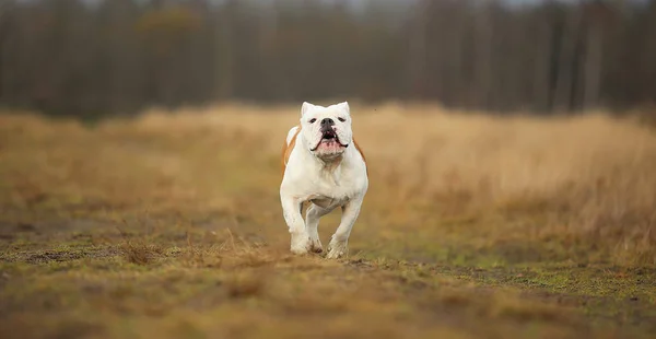 Retrato de buldogue inglês feminino andando no campo de outono — Fotografia de Stock