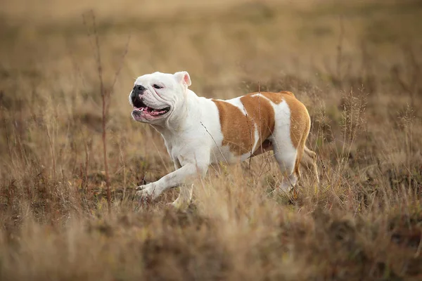 Portré női angol bulldog gyaloglás az őszi területen — Stock Fotó