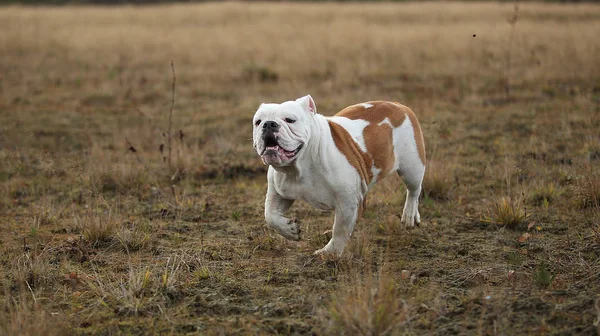 Portrait of female english bulldog walking on autumn field — Stock Photo, Image