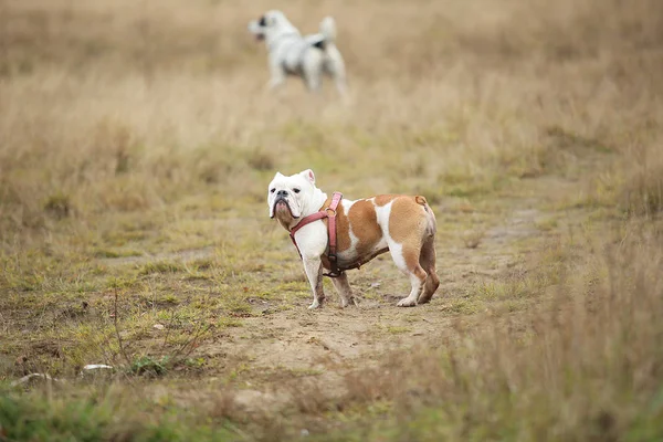 Retrato de bulldog inglés femenino paseando en el campo de otoño —  Fotos de Stock