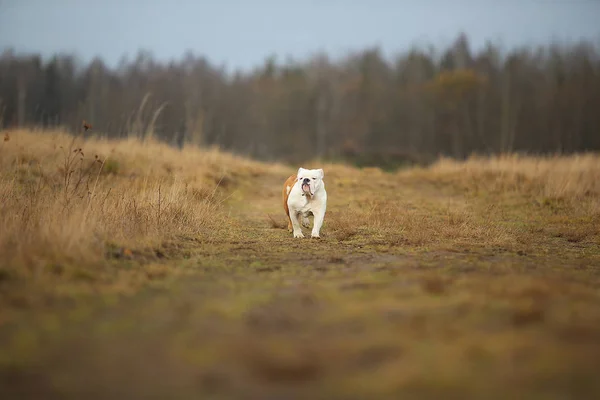Sonbahar alanında yürüyen kadın İngiliz bulldog portresi — Stok fotoğraf