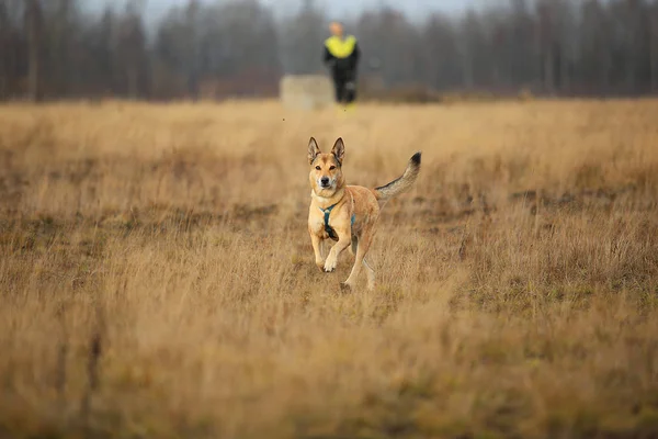 Framifrån på Red mongrel dog Walking på en gul äng tittar på kameran. Träd och gräs bakgrund. — Stockfoto