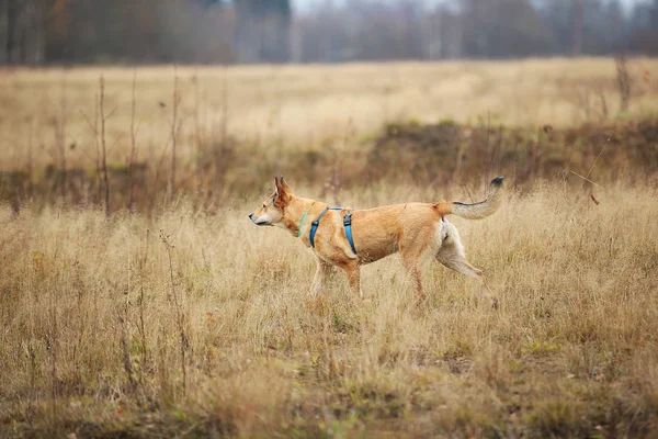 Vista laterale a cane randagio rosso in piedi su un prato giallo. Alberi e sfondo erba . — Foto Stock