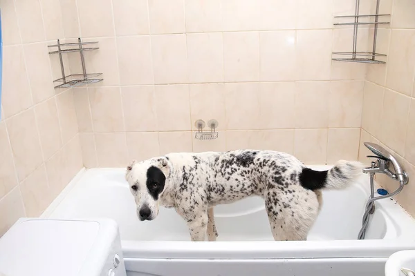 Купание среднеазиатской овчарки. Собака принимает пенную ванну. Алабайский груминг . — стоковое фото