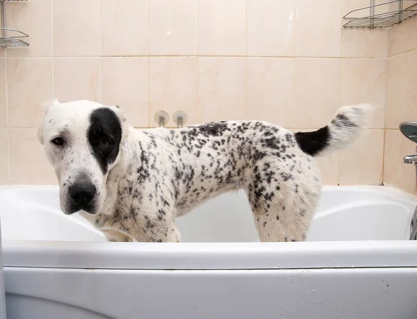 Banho do cão pastor da Ásia Central. Um cão a tomar um banho de espuma. Alabai Grooming cão . — Fotografia de Stock