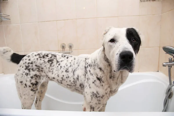 Banho do cão pastor da Ásia Central. Um cão a tomar um banho de espuma. Alabai Grooming cão . — Fotografia de Stock