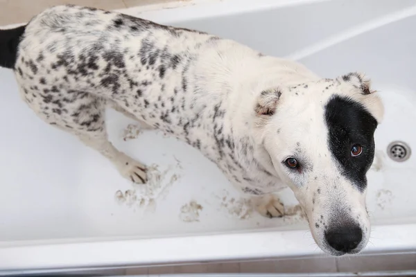 Bathing of the Central Asian Shepherd Dog (en inglés). Perro tomando un baño de burbujas. Perro de aseo Alabai . — Foto de Stock
