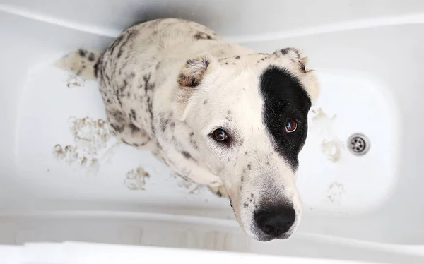 Bathing of the Central Asian Shepherd Dog (en inglés). Perro tomando un baño de burbujas. Perro de aseo Alabai . — Foto de Stock