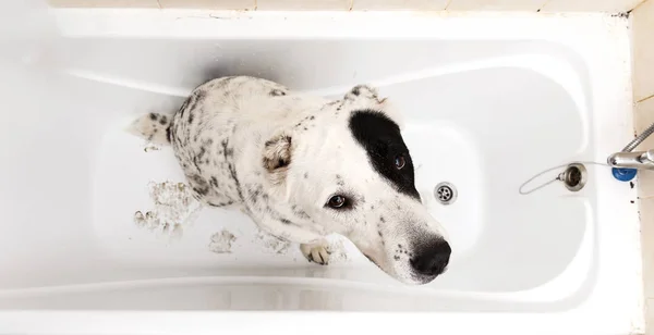 Купание среднеазиатской овчарки. Собака принимает пенную ванну. Алабайский груминг . — стоковое фото