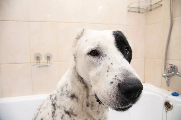 Kąpiel w Azji Środkowej Owczarek. Pies przy kąpieli bąbelkowej. Pies alabai Grooming. — Zdjęcie stockowe