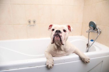 İngiliz bulldog'unun banyosu. Köpek köpük banyosu yapıyor. Damat köpek.
