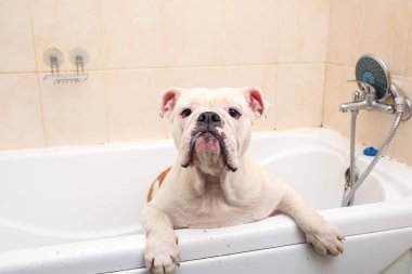 İngiliz bulldog'unun banyosu. Köpek köpük banyosu yapıyor. Damat köpek.