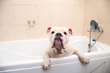 İngiliz bulldog'unun banyosu. Köpek köpük banyosu yapıyor. Damat köpek.